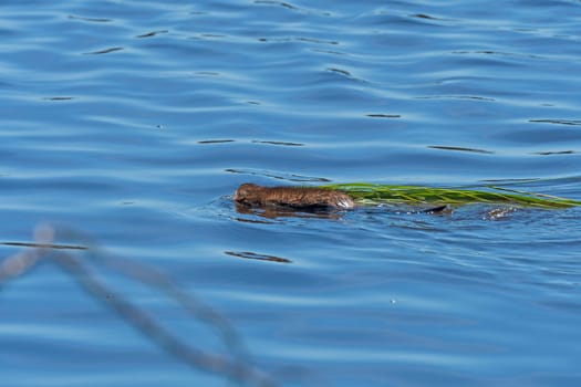 A Muskrat Swimming with a Raft of Grasses in the Seney National Wildlife Refuge in Michigan