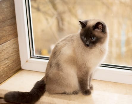 beautiful white Scottish cat on the windowsill by the window, the theme of domestic purebred cats, kittens and cats in the house, beautiful pets their photos and their lives