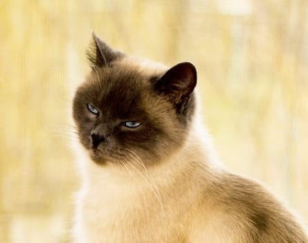 portrait of a Scottish cat blue-point close-up, the theme of domestic purebred cats, kittens and cats in the house, beautiful pets their photos and their lives