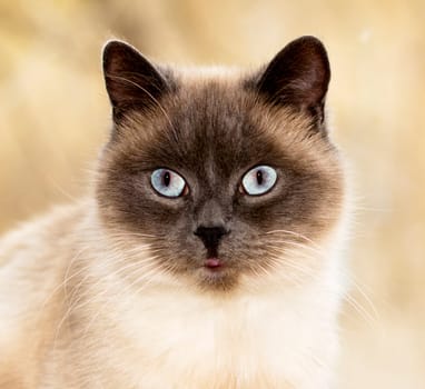 close-up portrait of a beautiful Scottish white cat, the theme of domestic purebred cats, kittens and cats in the house, beautiful pets their photos and their lives