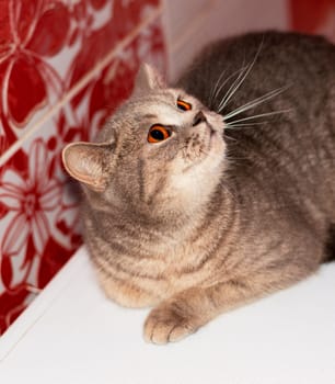 beautiful British silver-blue chinchilla tabby cat with bright amber eyes , theme domestic purebred cats, kittens and cats in the house, beautiful pets their photos and their lives