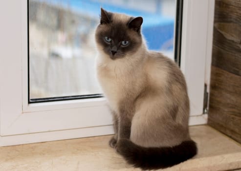 beautiful white-colored British cat is sitting on the windowsill, the theme is domestic purebred cats, kittens and cats in the house, beautiful pets their photos and their lives