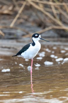 The black-necked stilt (Himantopus mexicanus) is a locally abundant shorebird of American wetlands and coastlines. River Tarcoles, Wildlife and birdwatching in Costa Rica.