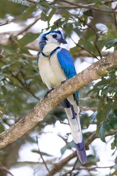 White-throated magpie-jay (Calocitta formosa) sitting on a tree, Rincon de la Vieja National Park, Parque Nacional Rincon de la Vieja, Guanacaste Province, Costa Rica