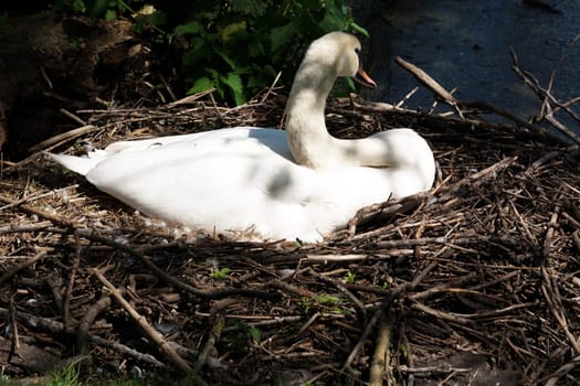 Swan's nest in the Heiligenhaus at the Abtskücherteich. Mother bird with little baby learn to swim. Wild swans in spring. .