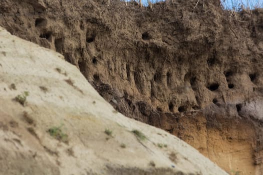 Swallows for swallows on the cliffs of Ahrenshoop city on the Baltic Sea peninsula Darss in Germany in summer.