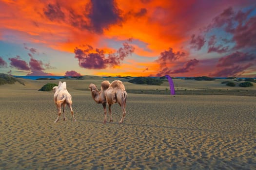 Two camels wander on the beach at sunset in the desert, Australia. Sunset camel rides are a popular tourist activity.