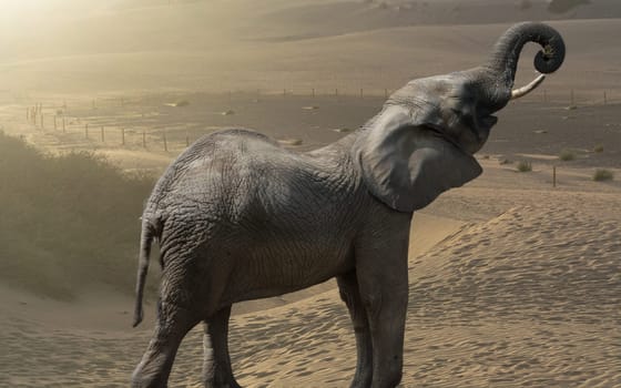 Beautiful pictures of African elephants in Africa