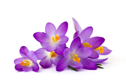 crocus - one of the first spring flowers on white background