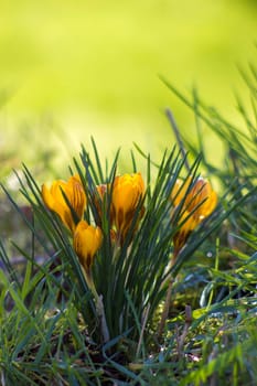 crocus - one of the first spring flowers in the garden