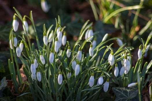 snowdrop - one of the first spring flowers in the garden