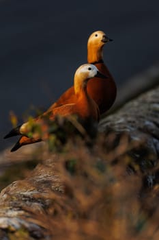 Two beautiful colorful ducks on dark backround