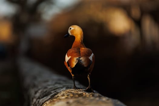 beautiful colorful duck on orange backround