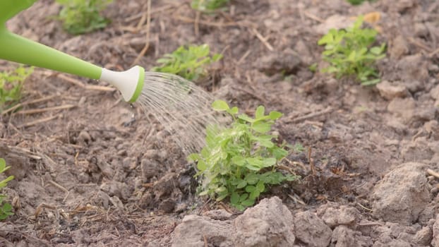 Growing to learn sprouts watered from a watering canto plant tree garden outside. Planting and waters vegetables on the garden, Forestry environments concept. Slow motion from 60FPS