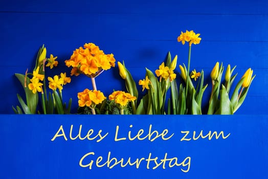 German Text Alles Liebe Zum Geburtstag Means Happy Birthday. Yellow Beautiful Spring Flowers Like Tulip And Narcissus. Blue Wooden Background