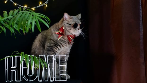 British pet, Scottish straight cat celebrates New Year 2022, Christmas at home with glasses and a red holiday bow, black background. A cool gray animal celebrates the holidays
