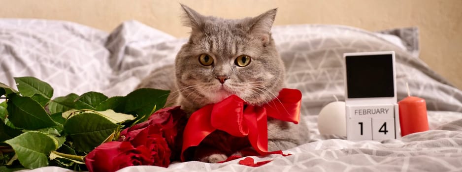 Valentine's day with a pet, a Scottish straight gray cat, in bed with red roses and candles. Romance of a single woman on February 14