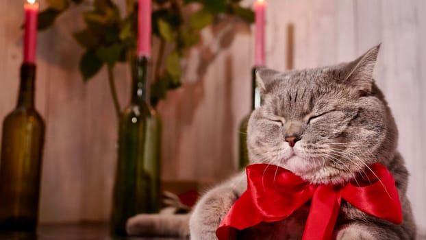 Romantic Valentine's Day at home with a cat, red flowers roses, candles, wine. Scottish Straight gray cat with a red bow