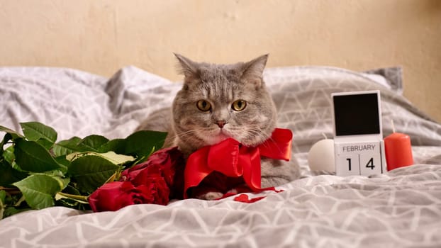 Valentine's day with a pet, a Scottish straight gray cat, in bed with red roses and candles. Romance of a single woman on February 14