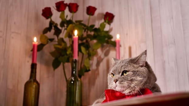 Romantic Valentine's Day at home with a cat, red flowers roses, candles, wine. Scottish Straight gray cat with a red bow