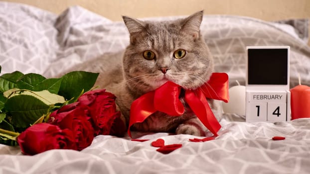 Romantic Valentine's Day with a pet, a British Scottish Straight gray cat, in bed with red roses and candles. Romance of a single woman on February 14