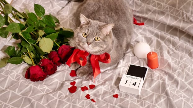 Valentine's day with a pet, a Scottish straight gray cat, in bed with red roses and candles. Romance of a single woman on February 14