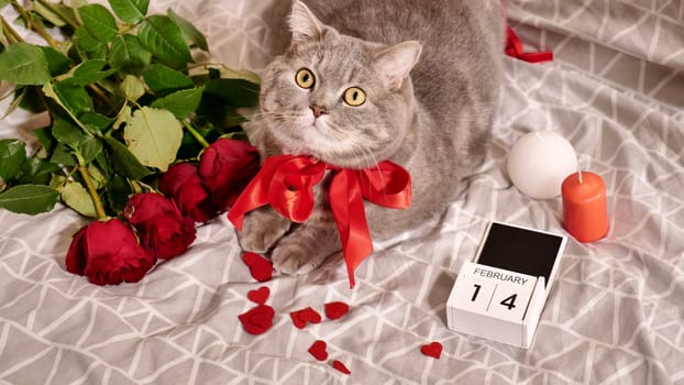 Romantic Valentine's Day with a pet, a British Scottish Straight gray cat, in bed with red roses and candles. Romance of a single woman on February 14