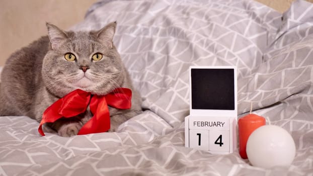 Romantic Valentine's Day with a pet, a British Scottish Straight gray cat, in bed with red bow, candles and calendar. Romance of a single woman on February 14