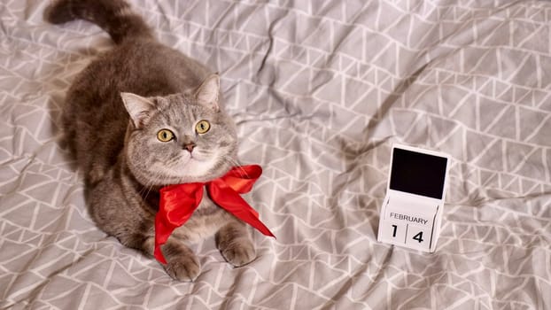 Romantic Valentine's Day with a pet, a British Scottish Straight gray cat, in bed with calendar. Romance of a single woman on February 14