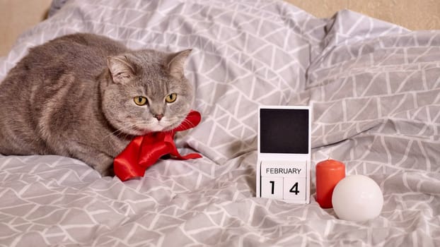 Romantic Valentine's Day with a pet, a British Scottish Straight gray cat, in bed with red bow, candles and calendar. Romance of a single woman on February 14