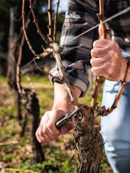 Close-up of a winegrower hand. Prune the vineyard with professional steel scissors. Traditional agriculture. Winter pruning, Guyot method.
