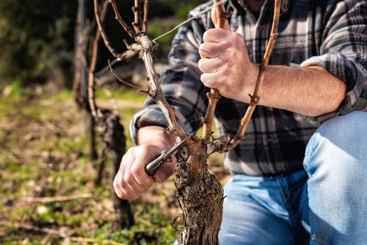 Close-up of a winegrower hand. Prune the vineyard with professional steel scissors. Traditional agriculture. Winter pruning, Guyot method.