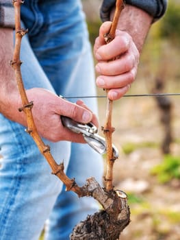 Close-up of a winegrower hand. Prune the vineyard with professional steel scissors. Traditional agriculture. Winter pruning, Guyot method.