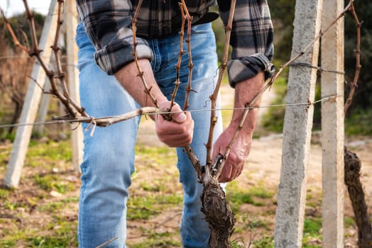 Close-up of a winegrower hand. Prune the vineyard with professional steel scissors. Traditional agriculture. Winter pruning, Guyot method.