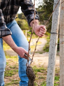 Close-up of a winegrower hand. Prune the vineyard with professional steel scissors. Traditional agriculture. Winter pruning, Guyot method.