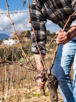 Close-up of a winegrower hand. Prune the vineyard with professional steel scissors. Traditional agriculture. Winter pruning, Guyot method.