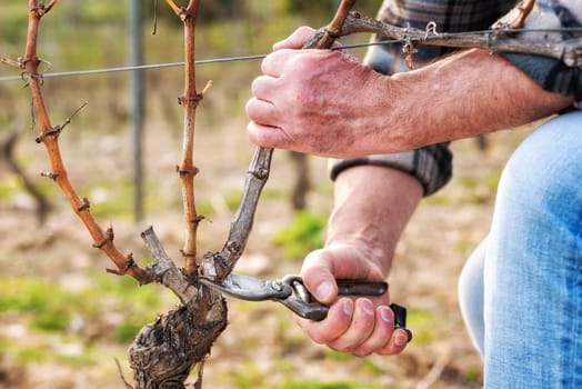 Close-up of a winegrower hand. Prune the vineyard with professional steel scissors. Traditional agriculture. Winter pruning, Guyot method.