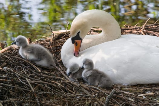 Swan's nest in the Heiligenhaus at the Abtskücherteich. Mother bird with little baby learn to swim. Wild swans in spring. .