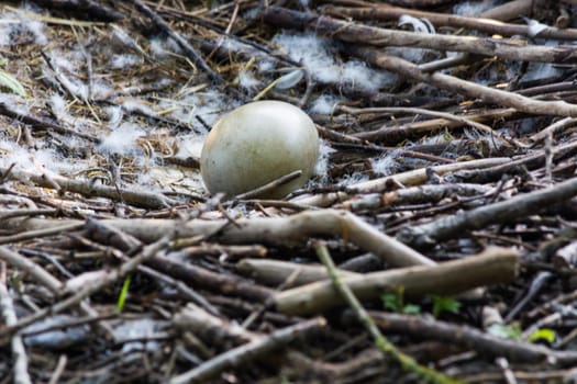 Swan's nest in the Heiligenhaus at the Abtskücherteich. Mother bird with little baby learn to swim. Wild swans in spring. .