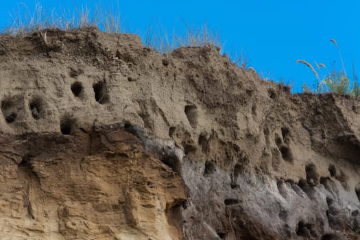 Swallows for swallows on the cliffs of Ahrenshoop city on the Baltic Sea peninsula Darss in Germany in summer.