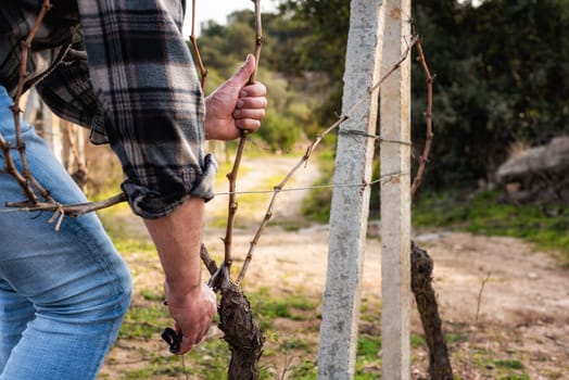 Close-up of a winegrower hand. Prune the vineyard with professional steel scissors. Traditional agriculture. Winter pruning, Guyot method.