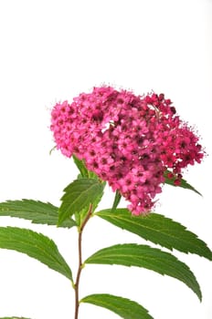 A bungei clerodendron studio shot