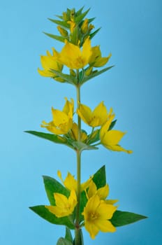 Lysimachus on a blue background