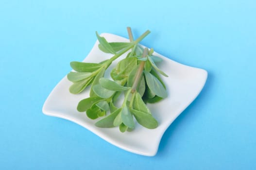 purslane in a saucer on a blue background