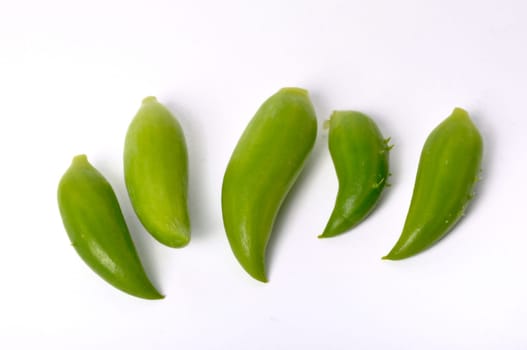 Achocha on a white background