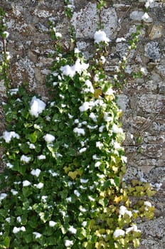 ivy under the snow in Brittany