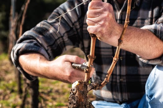 Close-up of a winegrower hand. Prune the vineyard with professional steel scissors. Traditional agriculture. Winter pruning, Guyot method.