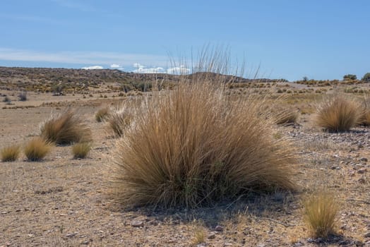 Desert landscape on the atlantic coast of Patagonia, Argentina