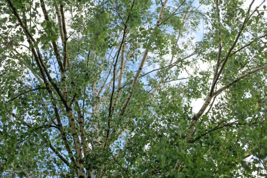 Birch (Betula pendula / pubescens) tree branches with leaves, with sky in background. Abstract spring background.