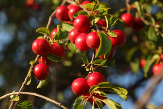 Red Mirabelle Plum / Prune (Prunus domestica subsp. syriaca) growing on tree branches, lit by afternoon sun.